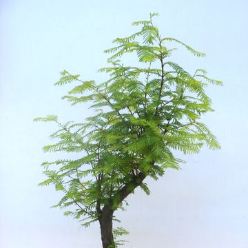 Metasequoia glyptostroboides