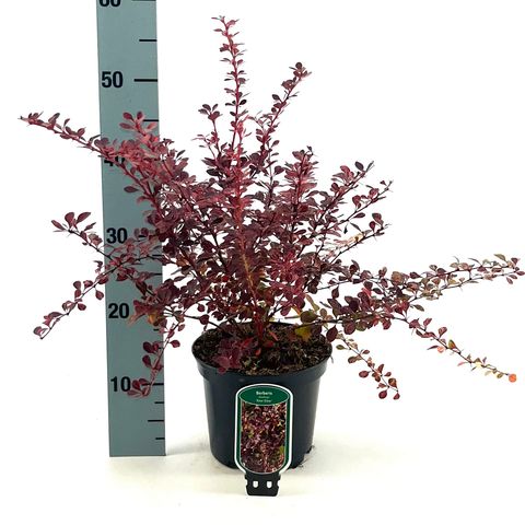 Berberis thunbergii 'Rose Glow'
