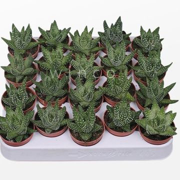 Haworthia margaritifera