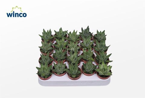 Haworthia margaritifera