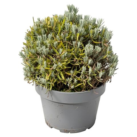 Lavandula angustifolia LITTLE LADY
