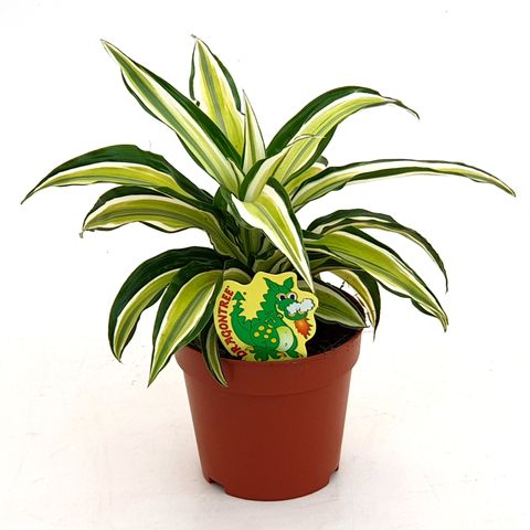 Dracaena fragrans 'Malaika'