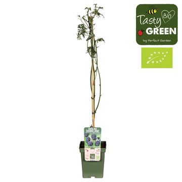 Rubus fruticosus 'Thornless Evergreen'