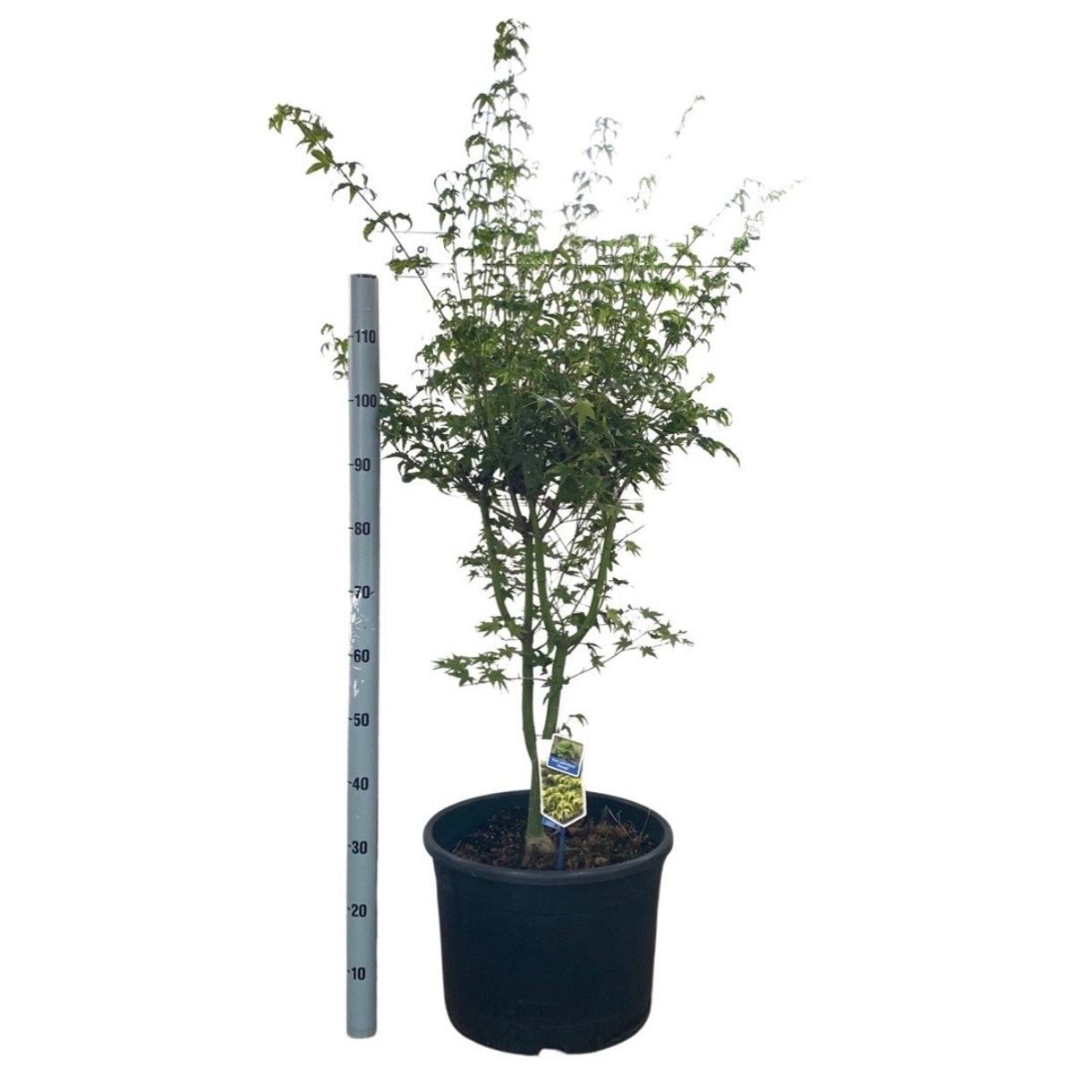 Acer palmatum 'Aoyagi' — Plant Wholesale FlorAccess