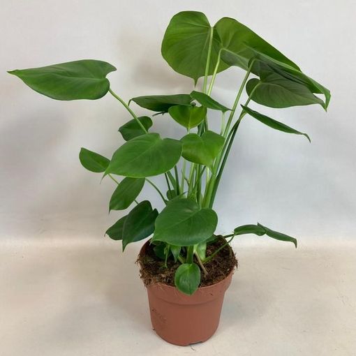 Monstera deliciosa