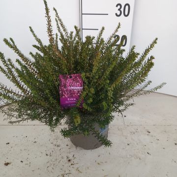 Erica x darleyensis 'J.W. Porter'
