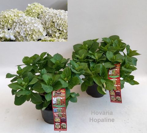 Hydrangea macrophylla HOVARIA HOPALINE