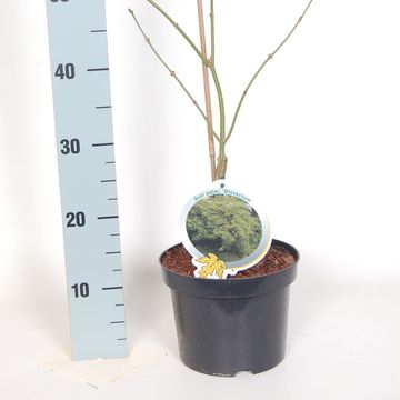 Acer palmatum 'Dissectum'