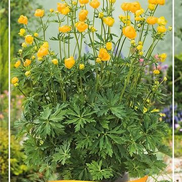 Trollius MIX