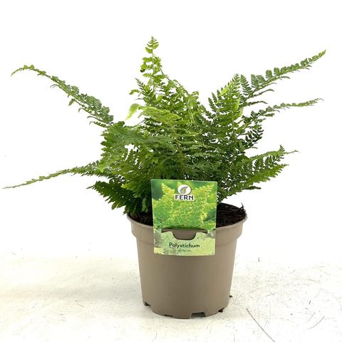 Polystichum setiferum