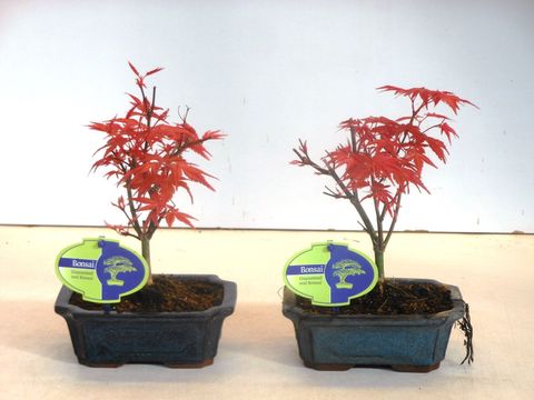 Acer palmatum 'Beni-maiko'