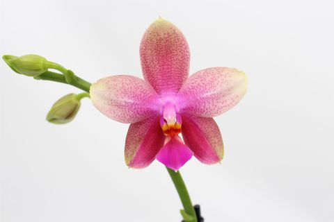 Phalaenopsis 'Liodoro'