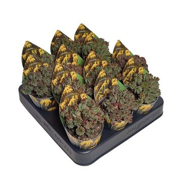 Euphorbia submamillaris