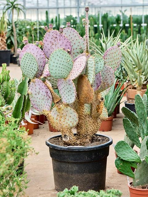 Opuntia santarita