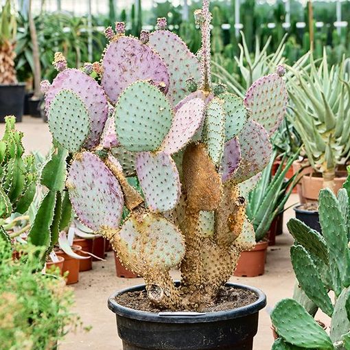 Opuntia santarita