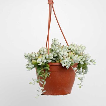Cotyledon pendens