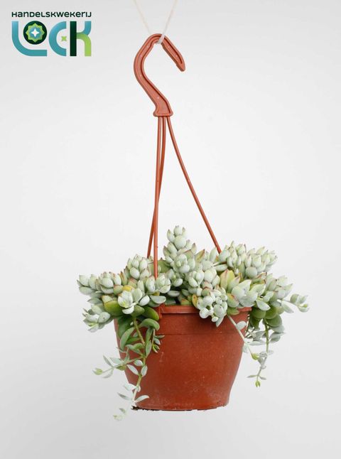 Cotyledon pendens