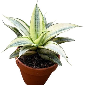 Sansevieria 'Gabriella Variegata'