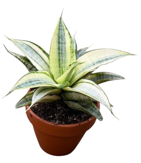 Sansevieria 'Gabriella Variegata'