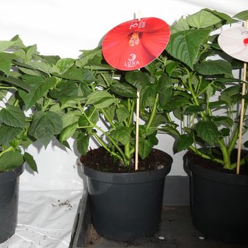 Hibiscus moscheutos LUNA MIX