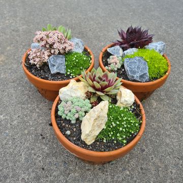 Plantes rocaille MIX