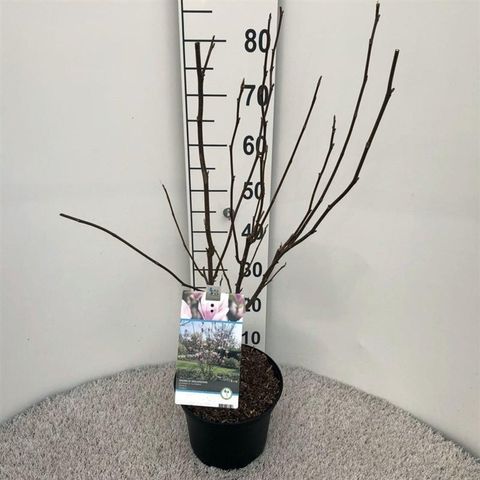 Magnolia x soulangeana