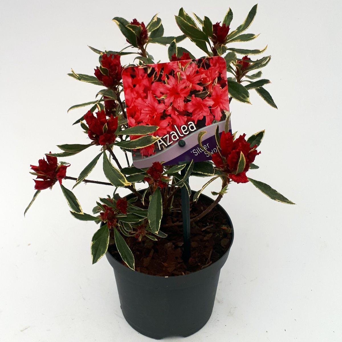 Rhododendron 'Silver Sword' (AJ)  Plant Wholesale FlorAccess