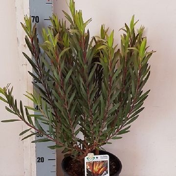 Leucadendron 'Safari Night'