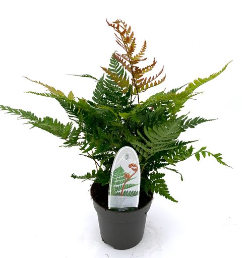 Dryopteris erythrosora 'Brilliance'