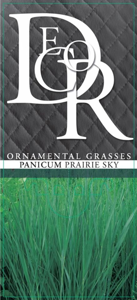 Panicum virgatum 'Prairie Sky'