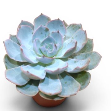 Echeveria colorata