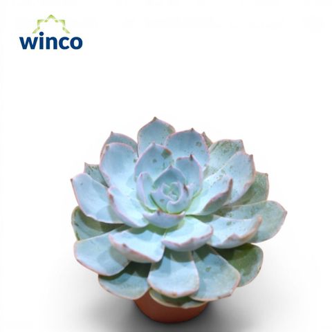 Echeveria colorata