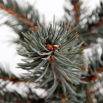 Picea pungens 'Karpaten'