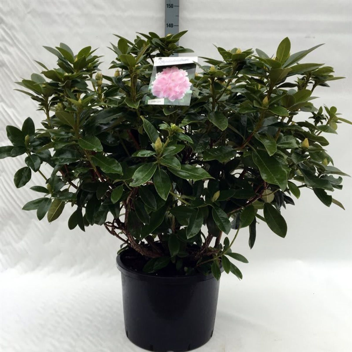 Rhododendron 'Albert Schweitzer' — Plant Wholesale FlorAccess