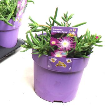 Delosperma nubigenum WHEELS OF WONDER VIOLET WONDER