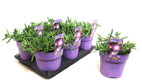 Delosperma nubigenum WHEELS OF WONDER VIOLET WONDER