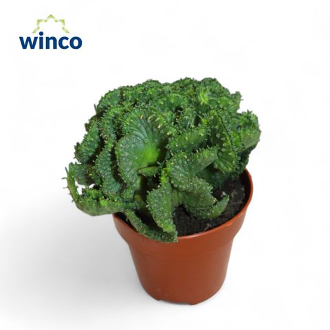 Opuntia cylindrica cristata