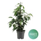 Ficus benjamina 'Danielle'