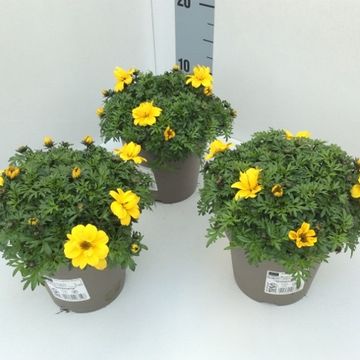 Bidens ferulifolia 'Gold Strike'