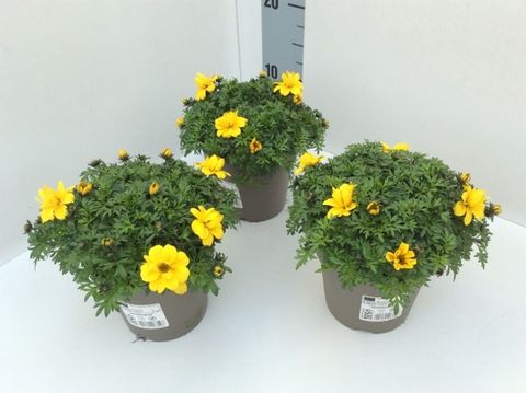 Bidens ferulifolia 'Gold Strike'