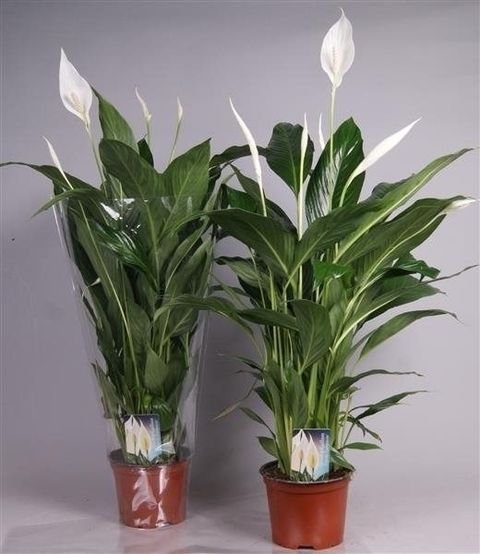 Spathiphyllum CUPIDO COMPACTO