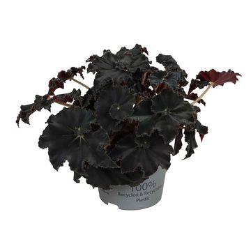 Begonia MAGIC COLOURS DARK MAMBO