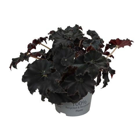Begonia MAGIC COLOURS DARK MAMBO