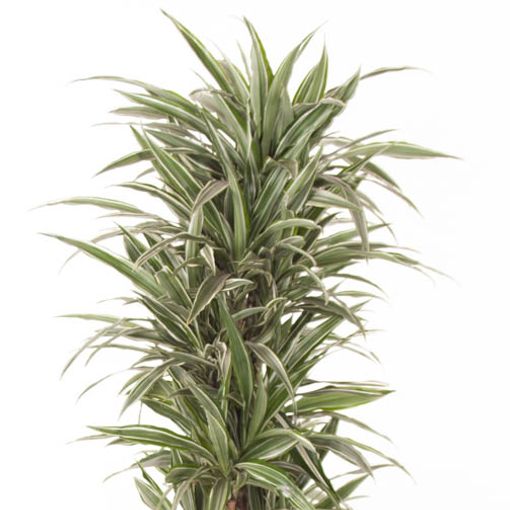 Dracaena fragrans 'Warneckei'