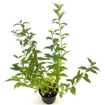 Forsythia x intermedia MINIGOLD