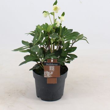 Helleborus niger 'Christmas Carol'