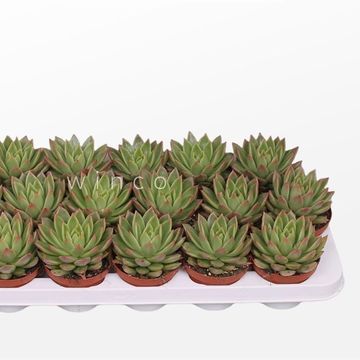 Echeveria agavoides 'Labely'