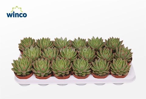 Echeveria agavoides 'Labely'