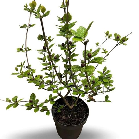 Calycanthus x raulstonii 'Hartlage Wine'