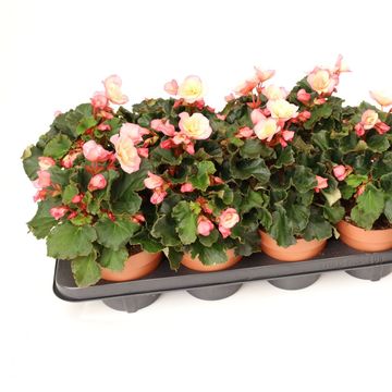 Begonia 'Glory Garden Pink Shades'